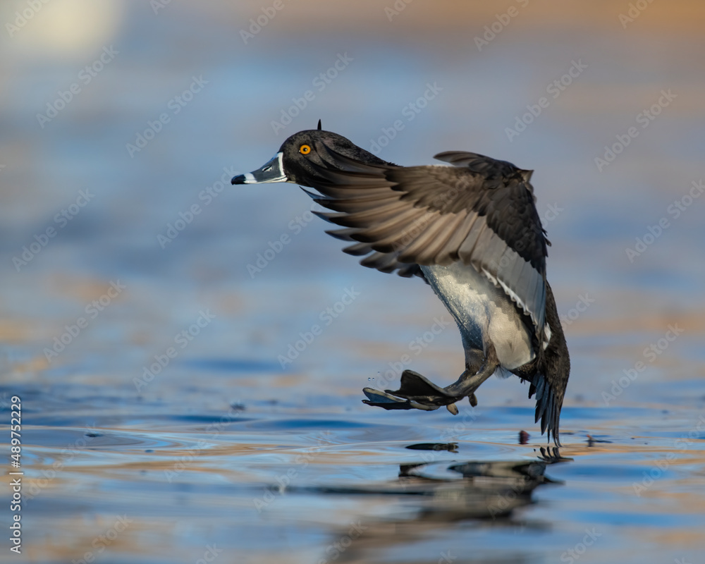 Fototapeta premium Ring Necked Duck in flight