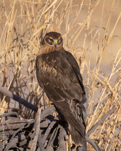 Photos Female Northern Harrier perched on a branch
