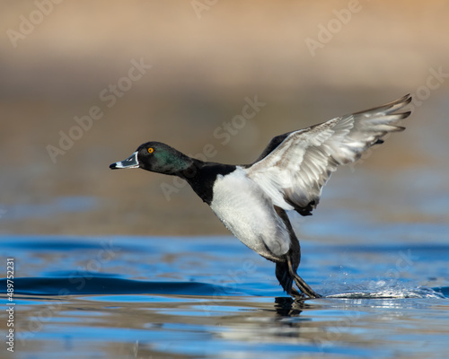 Ring Necked Duck in flight