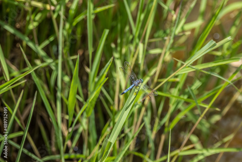 Blue dragonfly on a blade of grass