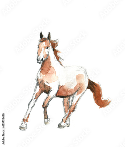 Watercolor drawing sketch with brown horse