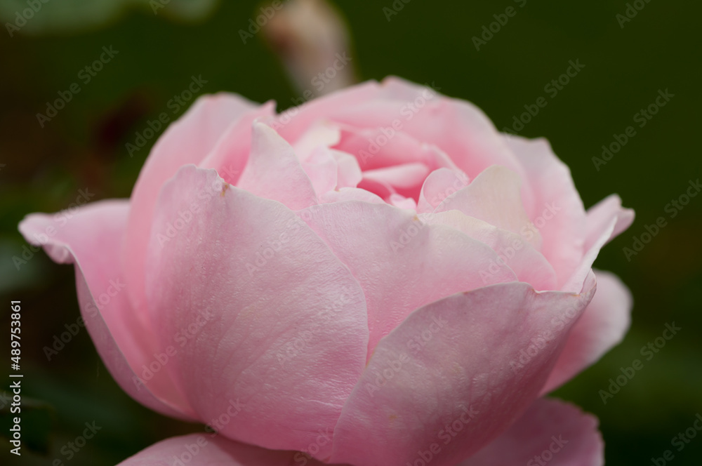 close up of a pink rose