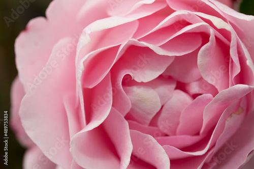 close up of a pink flower