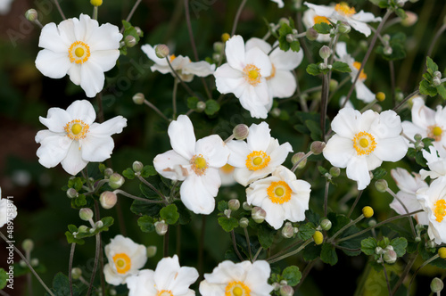 white Eriocapitella hupehensis flowers (with buds) © eugen