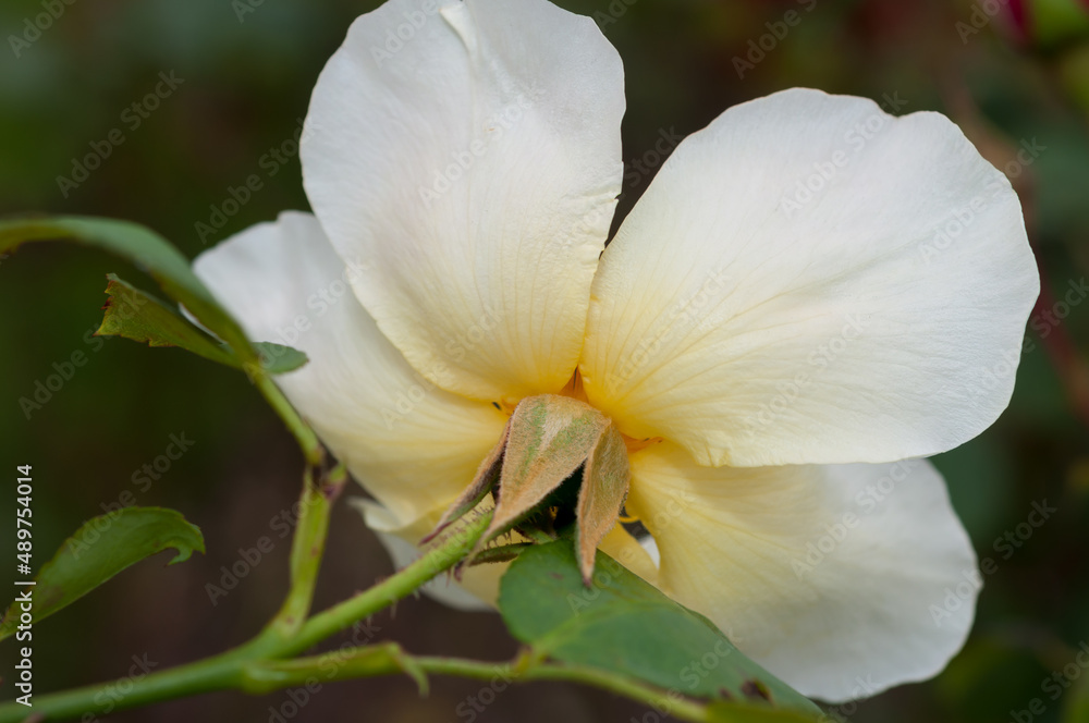 Fototapeta premium simple yellow floral petals close up