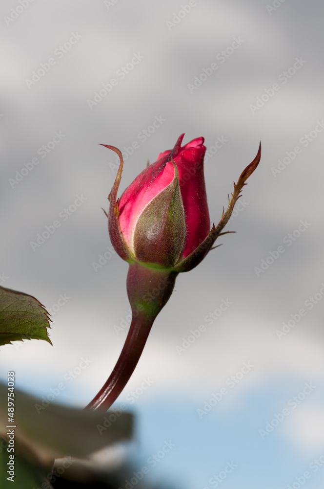 Fototapeta premium bud of a rose against a gray sky (with some clearing)