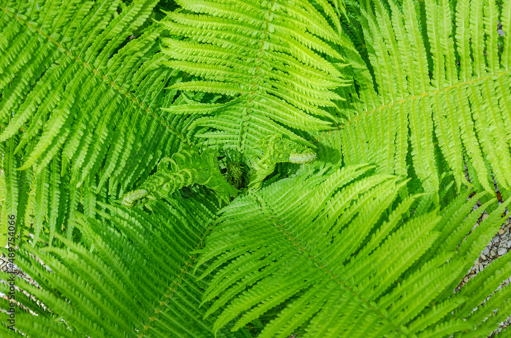 Ostrich fern, Matteuccia struthiopteris, with unfurling leaves, clos-up