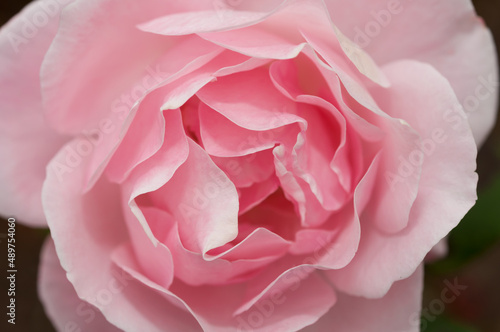 pink floral petals close up