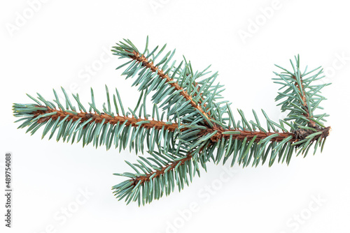 Small spruce branch closeup isolated on white background. 