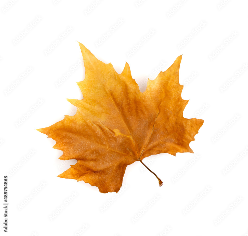 Fototapeta premium Sycamore Autumn Leaf Isolated