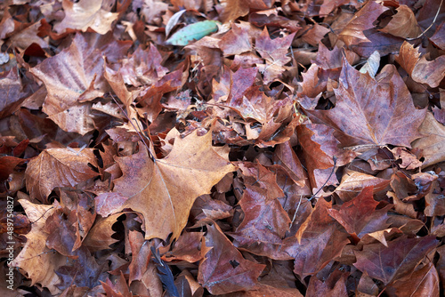 Brown and orange pile of fallen leaves covered in morning dew