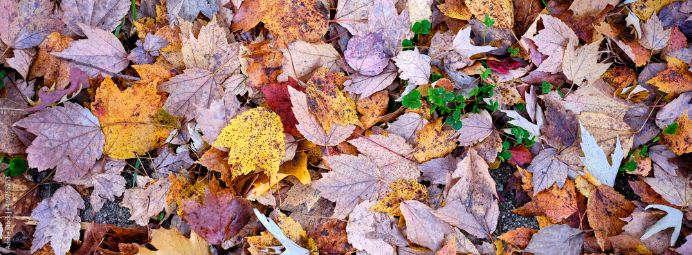 Earth toned and subdued images of fallen autumn leaves Earth toned and subdued images of fallen autumn leaves