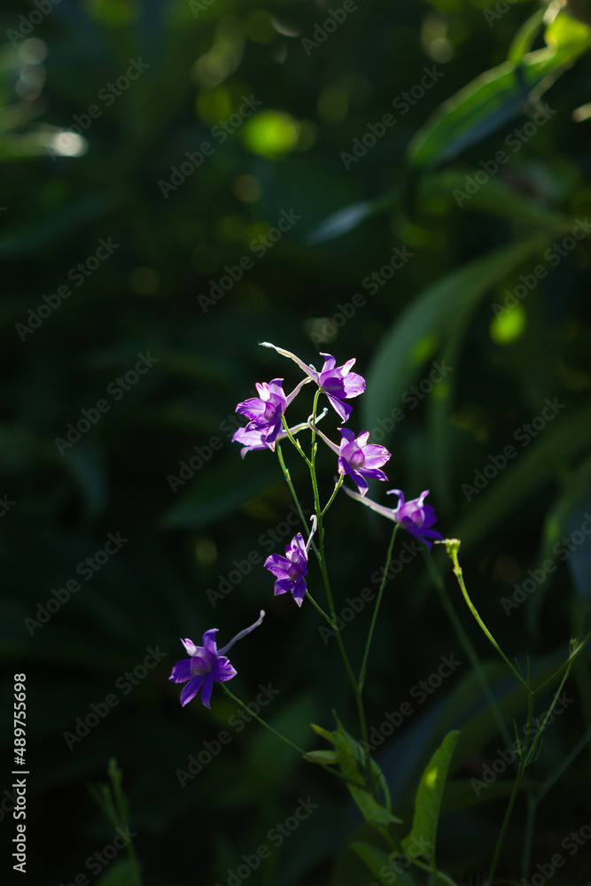 The forking larkspur (lat. Consolida regalis), of the buttercup family (Ranunculaceae). Central Russia.