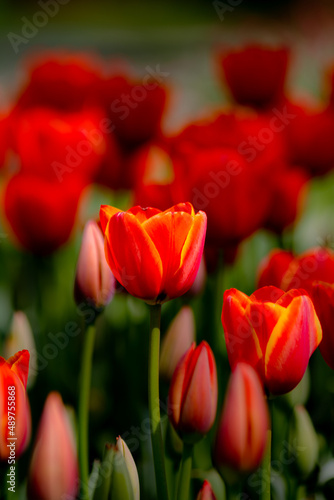 Tulip background. Orange and yellow tulips in the park. Spring blossom background photo. Selective focus. Emirgan Park in Istanbul.