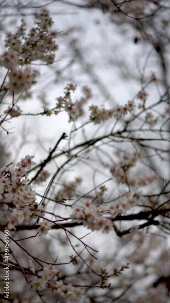 Vertical video Branches of a flowering almond tree against a cloudy sky, tree branches without leaves, spring begins. Vertical video Branches of a flowering almond tree against a cloudy sky, tree branches without leaves, spring begins.