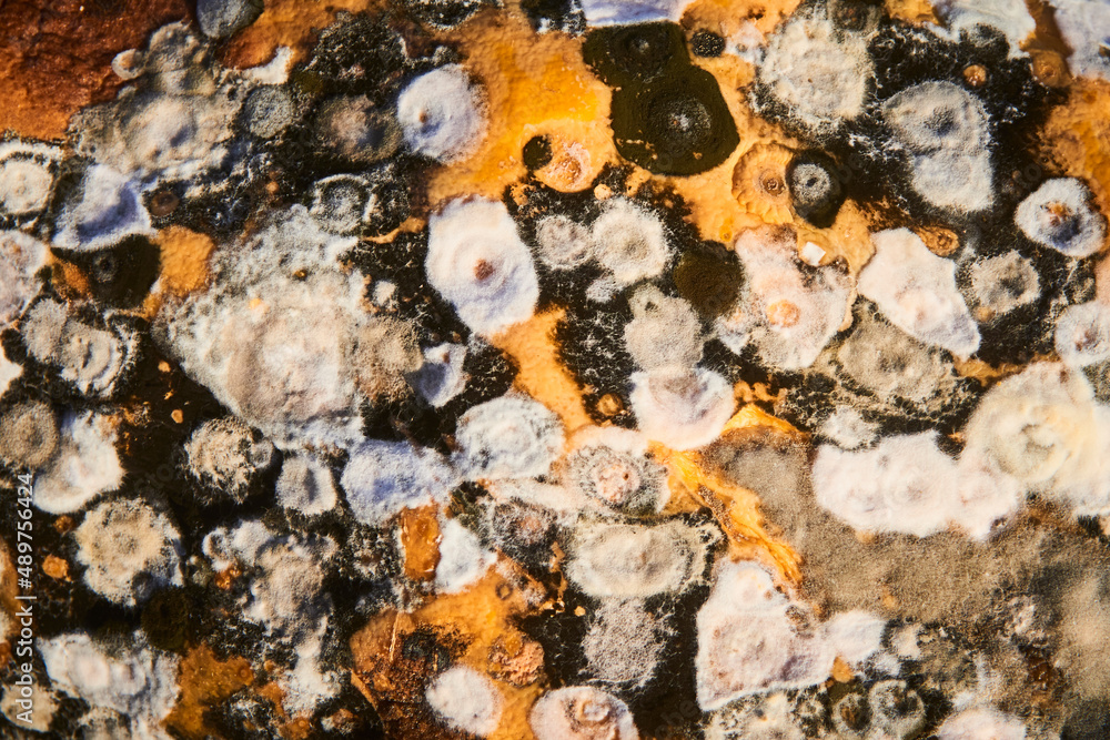 Mold on the surface of the pumpkin Mold on the surface of the pumpkin