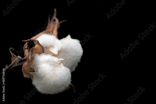 Close-up of an opened cotton plant seed pod against a dark background
