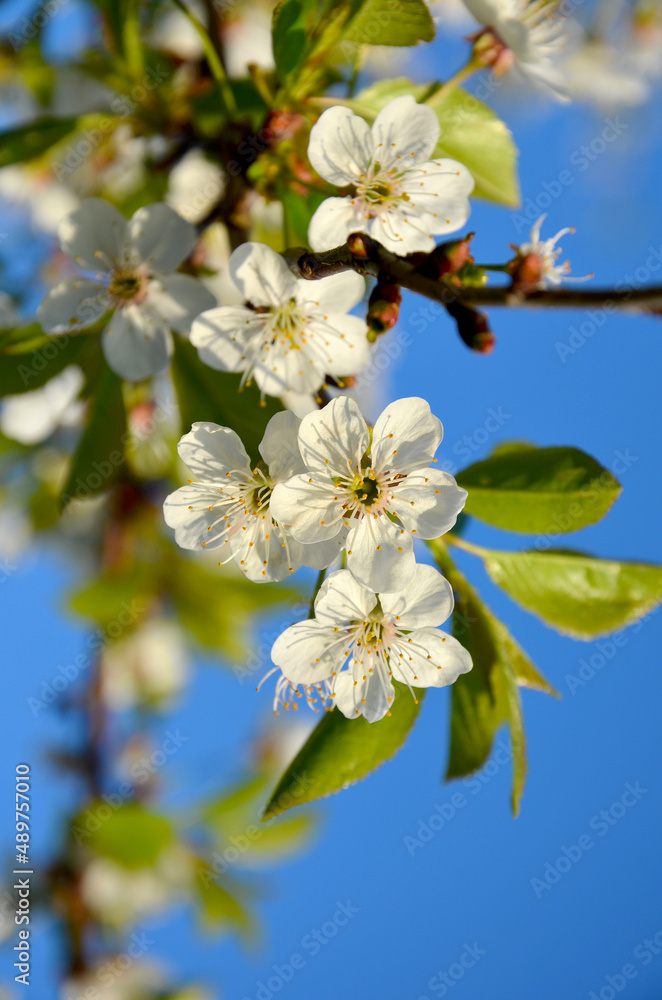 white flowering cherry branch against the blue sky close up