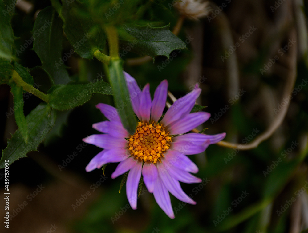 Obraz premium Flowers