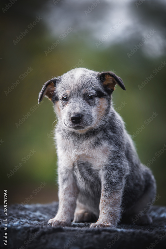 Puppie australian cattle dogs