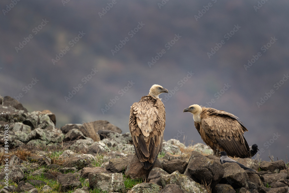 Griffon vulture in the Bulgaria mountains. Vultures on the top of rock. Scavengers during winter. European nature. Duel between vultures. Griffon vulture in the Bulgaria mountains. Vultures on the top of rock. Scavengers during winter. European nature. Duel between vultures.