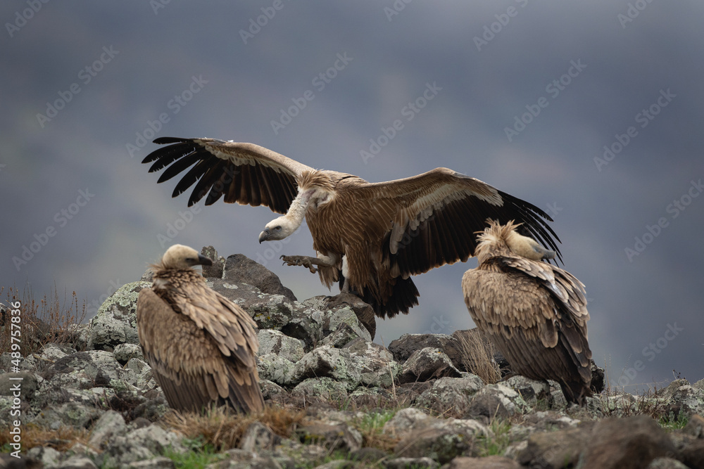 Obraz premium Griffon vulture in the Bulgaria mountains. Vultures on the top of rock. Scavengers during winter. European nature. Duel between vultures.