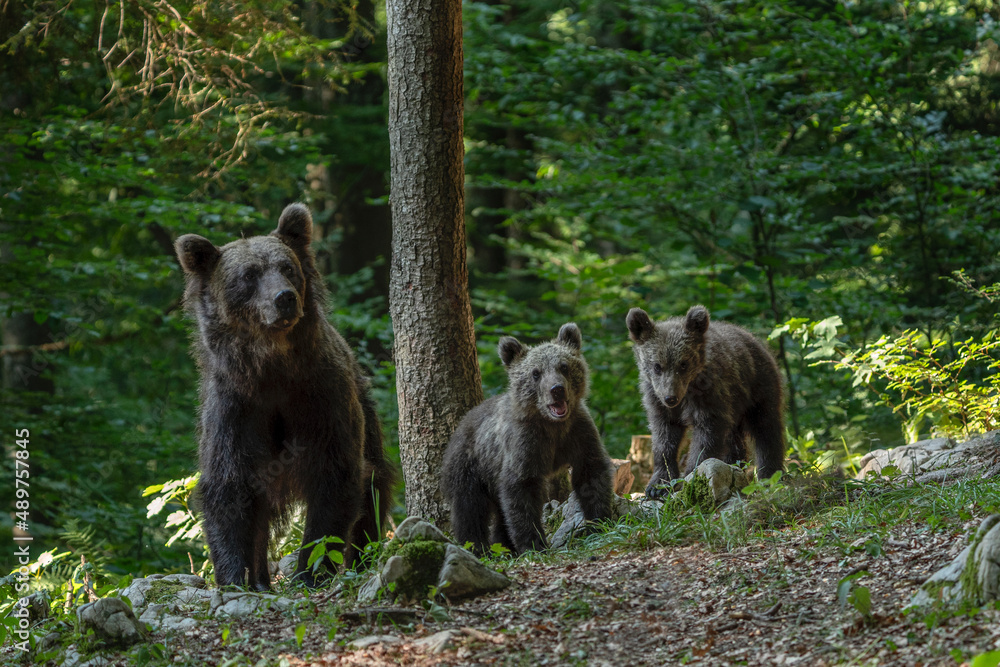 Fototapeta premium Brown bears in the slovenia wood. Female of brown bear with cubs. European wildlife. 