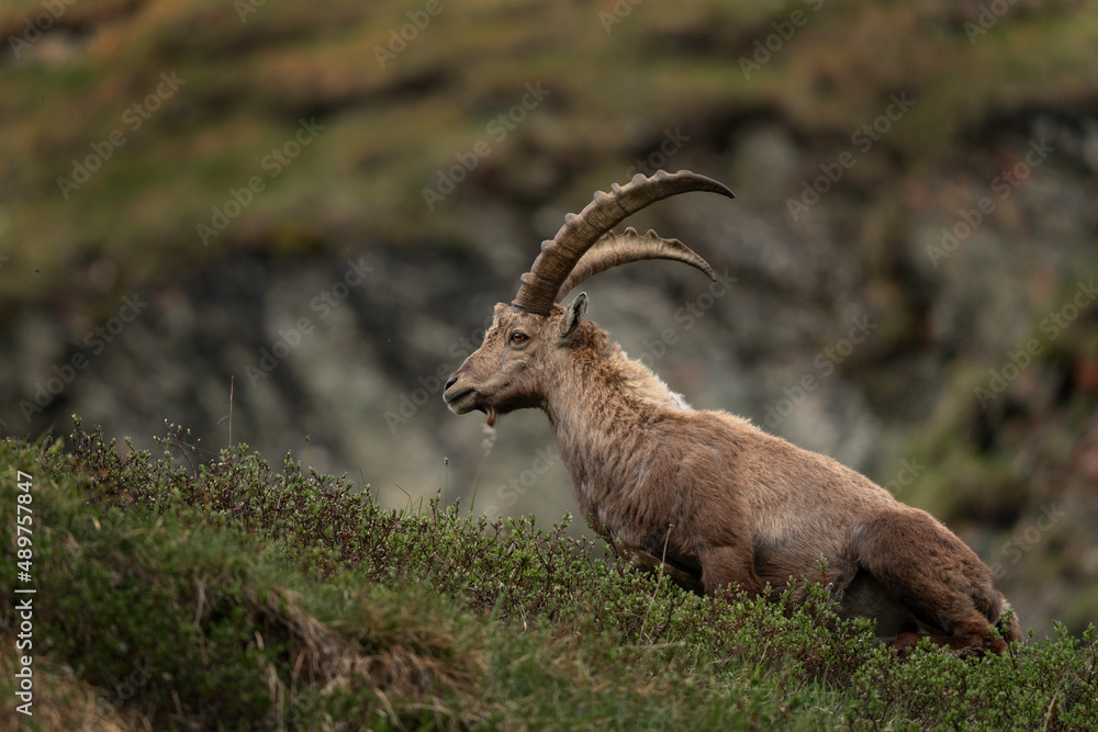 Alpine ibex in the switzerland alps. Male of ibex in the Europe. European wildlife. 