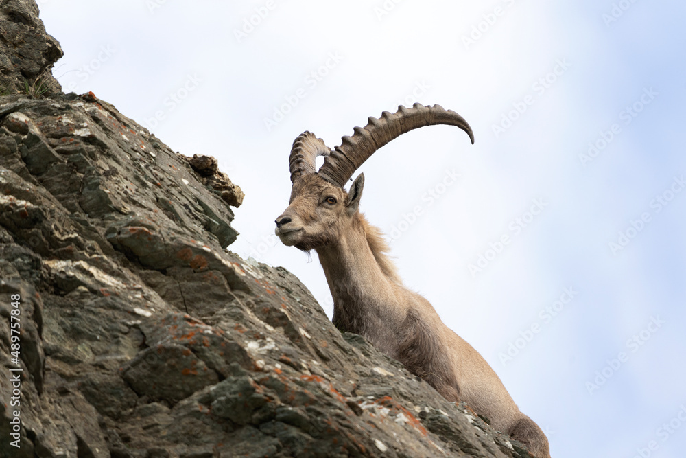 Alpine ibex in the switzerland alps. Male of ibex in the Europe. European wildlife. 