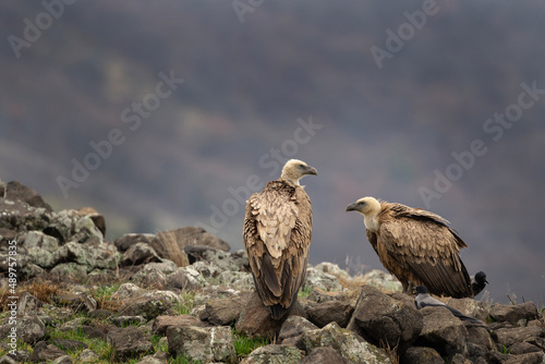 Griffon vulture in the Bulgaria mountains. Vultures on the top of rock. Scavengers during winter. European nature. Duel between vultures.