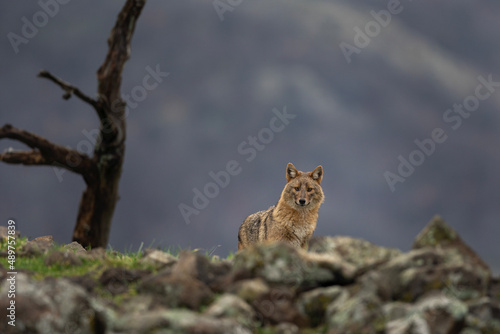 Golden jackal looking for food. Adult jackal in the Rhodope mountains. European wildlife. 
 photo
