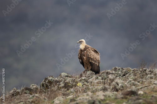 Griffon vulture in the Bulgaria mountains. Vultures on the top of rock. Scavengers during winter. European nature. Duel between vultures.