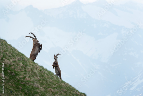 Alpine ibex in the switzerland alps. Male of ibex in the Europe. European wildlife. 