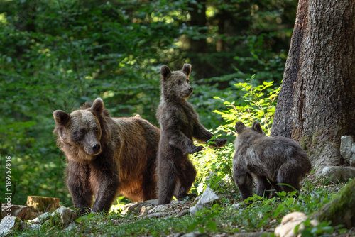 Brown bears in the slovenia wood. Female of brown bear with cubs. European wildlife. 