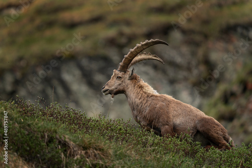 Alpine ibex in the switzerland alps. Male of ibex in the Europe. European wildlife. 