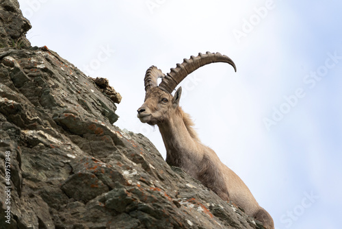 Alpine ibex in the switzerland alps. Male of ibex in the Europe. European wildlife. 