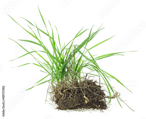 Spring wild grass in soil isolated on a white background