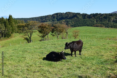 牛の放牧 月山高原牧場 山形県