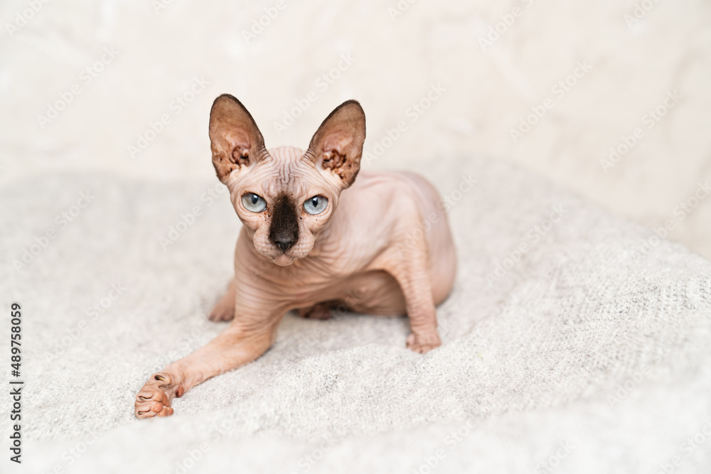 Canadian Sphynx. cat breed without hair. hypoallergenic pet. 