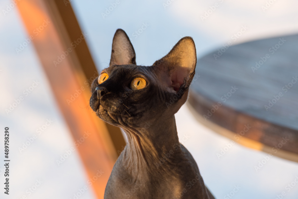 The Canadian Sphynx in sunlight close up view
