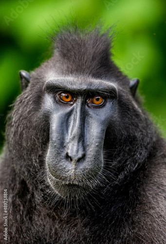 Portrait of a сelebes crested macaque. Close-up. Indonesia. Sulawesi.