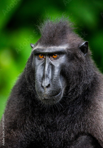 Portrait of a сelebes crested macaque. Close-up. Indonesia. Sulawesi. © gudkovandrey