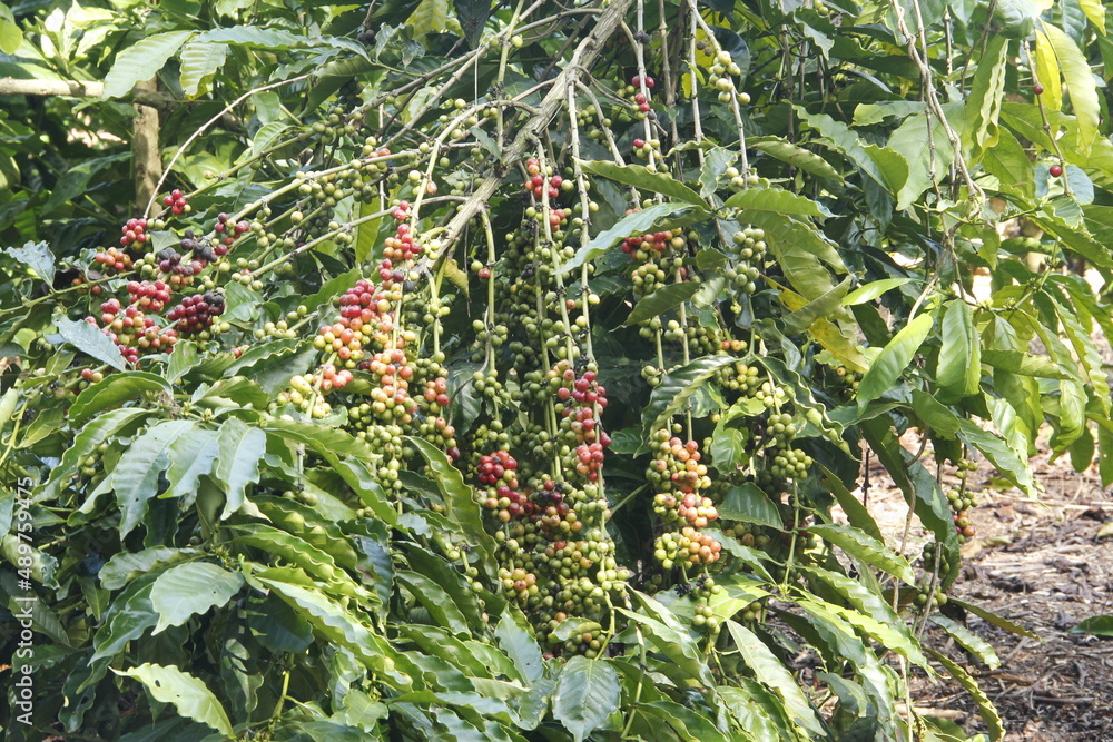 Fototapeta premium coffee plantation