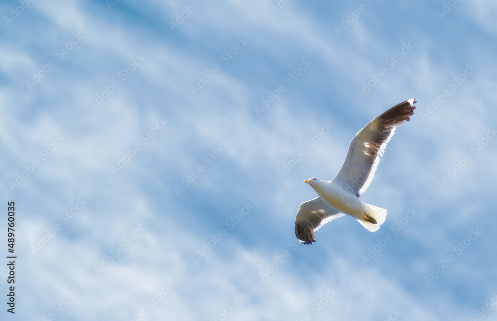 Obraz premium A photo of a beautiful sea gull. A photo of a beautiful sea gull.