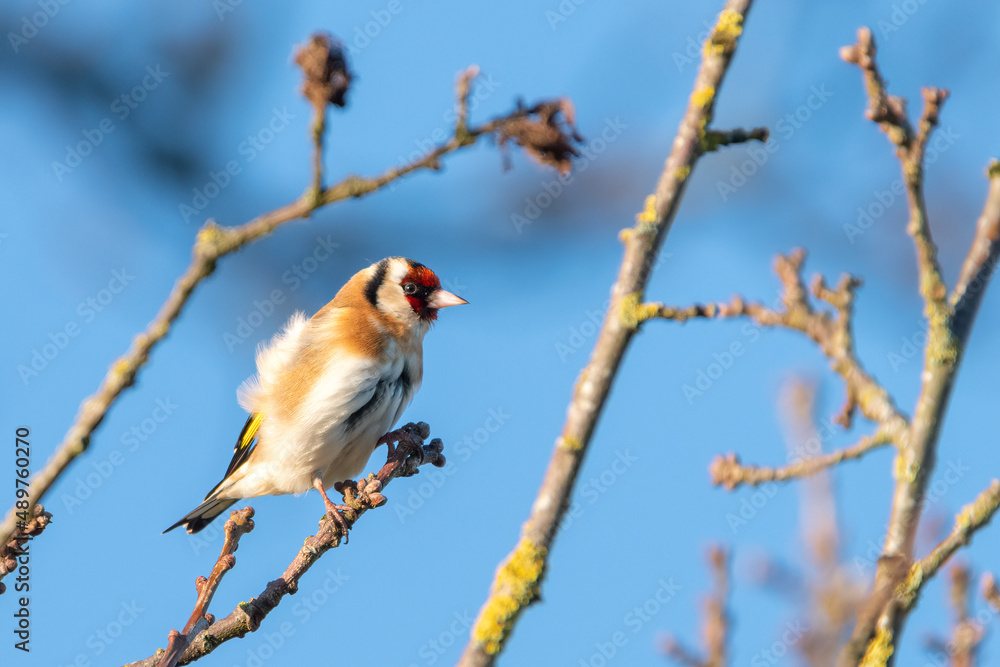 European goldfinch (Carduelis carduelis) perched on a branch in winter. Common UK bird, North Norfolk. European goldfinch (Carduelis carduelis) perched on a branch in winter. Common UK bird, North Norfolk.