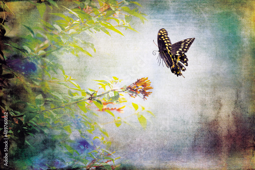 Black Swallowtail Hovers Over a Meadow