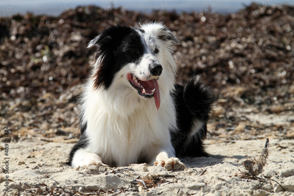 Fototapeta premium border