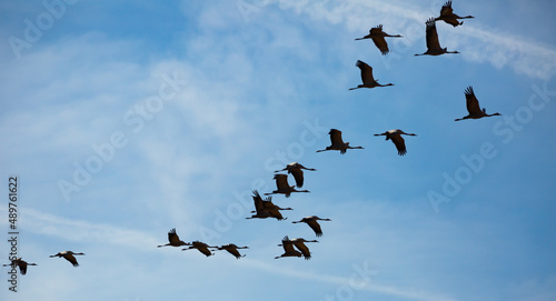 Birds in flight. Flock of cranes returning from warm lands in blue spring sky..