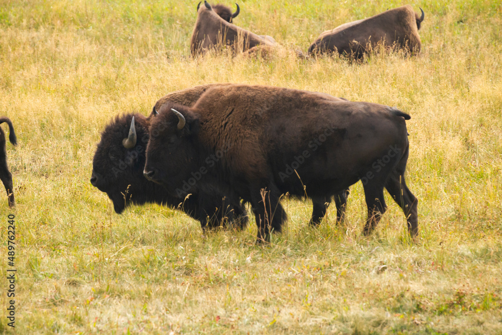American buffalo in the field American buffalo in the field