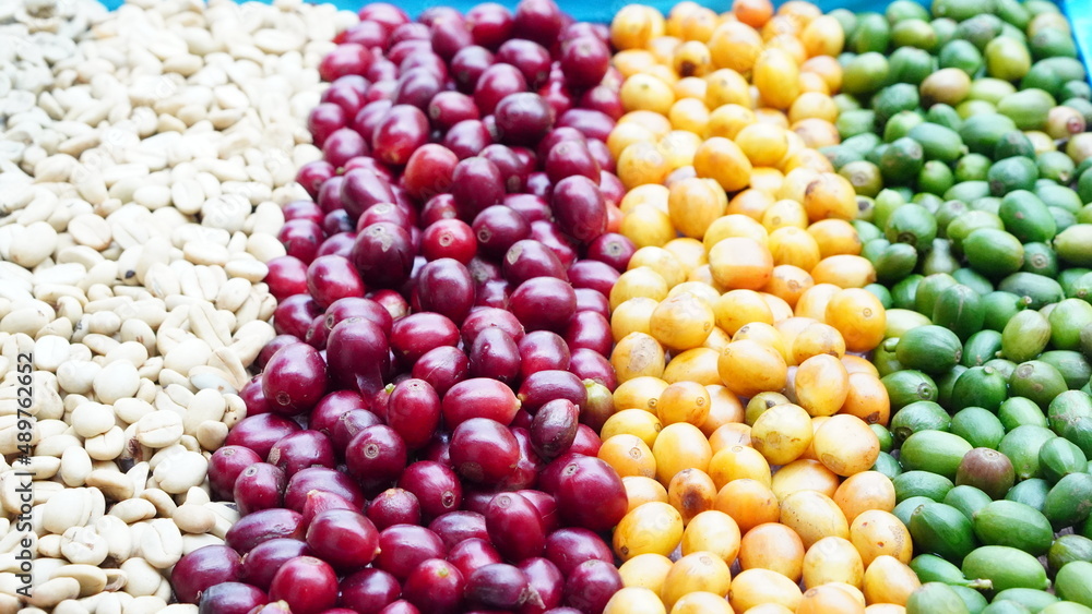 picture of ripe coffee beans, red berries Fresh Coffee Beans Coffee Beans Red Yellow Robusta Arabica Berry Harvest Coffee Yellow Bourbon picture of ripe coffee beans, red berries Fresh Coffee Beans Coffee Beans Red Yellow Robusta Arabica Berry Harvest Coffee Yellow Bourbon